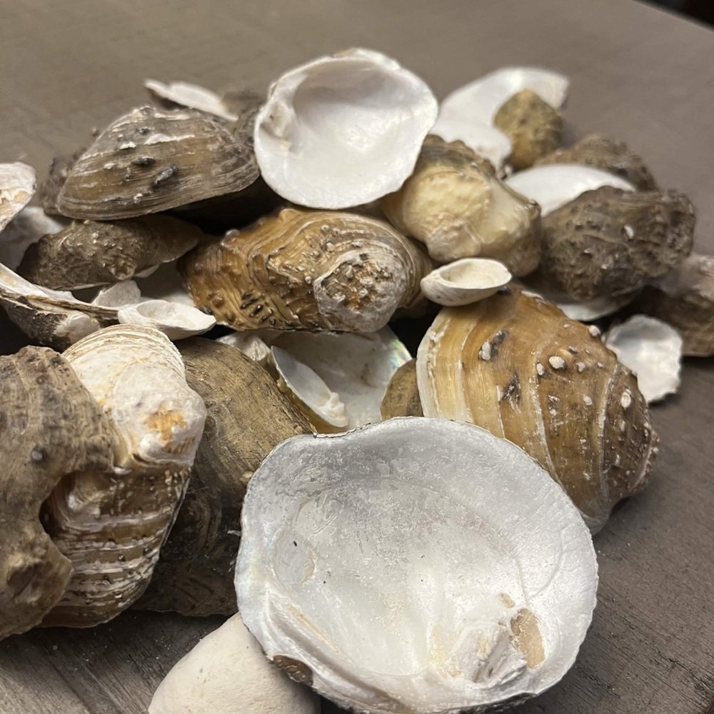 Natural Seashells 🐚 - Picture 2 of 3
